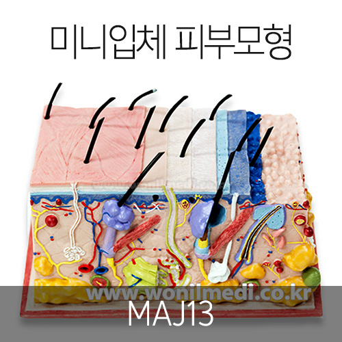 ̴ ü Ǻθ  MAJ13 [B1J040001]