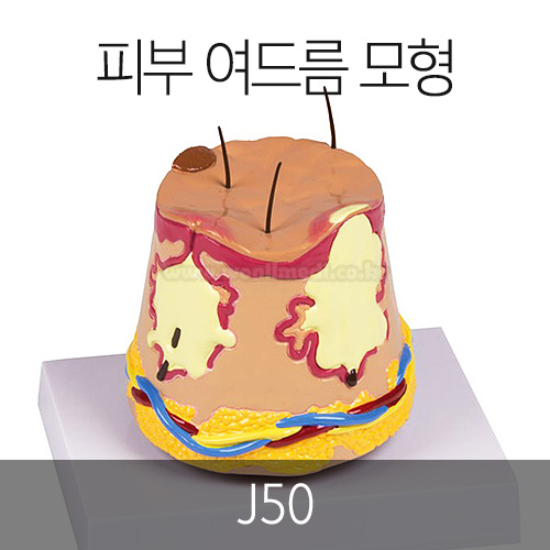 Ǻ 帧  J50